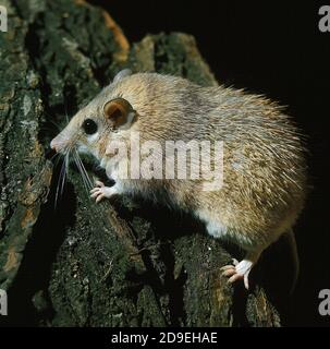 Topi spinoso acomys dimidiatus Foto Stock