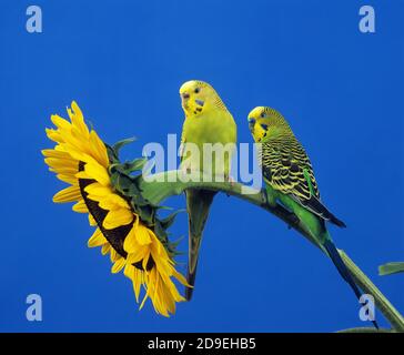 BUDGERIGAR melopsittacus undulatus, ADULTI SU GIRASOLE Foto Stock