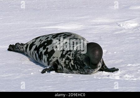 Guarnizione con cappuccio cystophora cristata, maschio sul campo di ghiaccio, MAGDALENA ISOLA IN CANADA Foto Stock