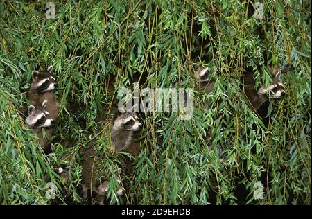 Procione procione lotor, capi emergenti dal fogliame verde Foto Stock