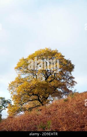 Vista verticale dell'antico quercus querce e bracken in colorato autunno dorato su una collina con spazio copia nel Galles del Carmarthenshire UK. KATHY DEWITT Foto Stock