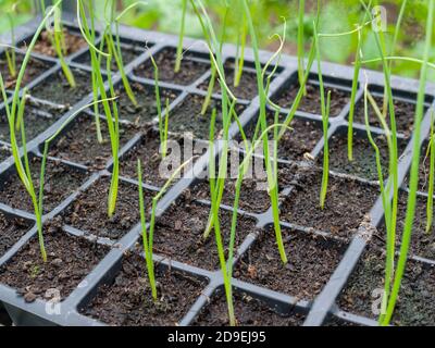 Giovani pianta di porro appena germinati che crescono in moduli in una serra. Foto Stock