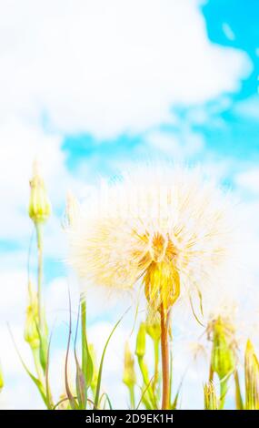 Grandi andelioni su uno sfondo di nuvole. Foto concettuale. Spazio di copia per il testo. Foto Stock