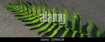 Ramo di felce verde su fondo di asfalto. Spazio di copia. Banner. Foto di alta qualità Foto Stock