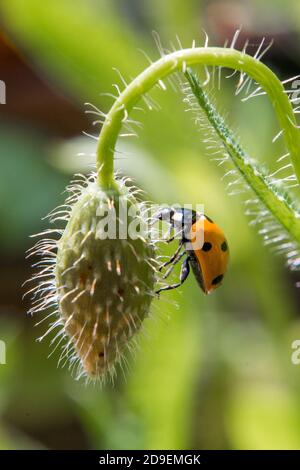 Arancione e nero Ladybird Arrampicata su un papavero Bud in Un giardino di campagna inglese Foto Stock