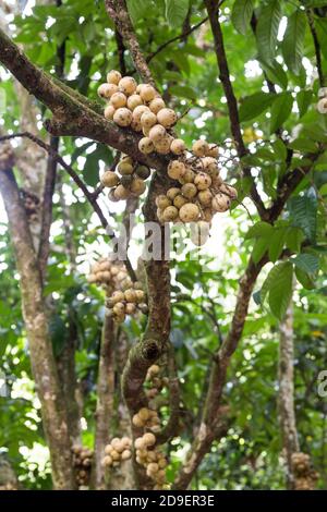 Langsat o lanzoni frutta su gambo di albero a frutteto Foto Stock