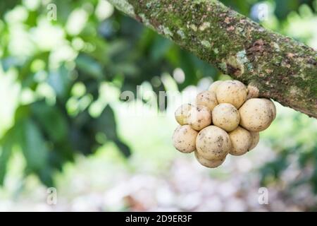 Langsat o lanzoni frutta su gambo di albero a frutteto Foto Stock