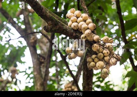 Langsat o lanzoni frutta su gambo di albero a frutteto Foto Stock