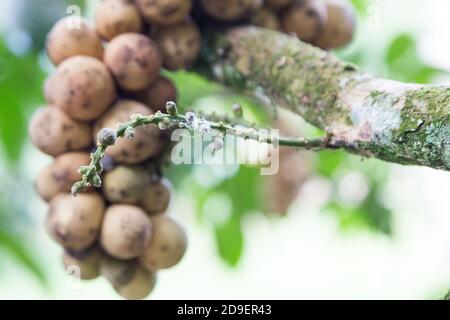 Focus su langsat o lanzoni fiore di frutta a stelo Foto Stock