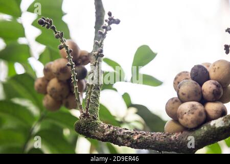 Focus su langsat o lanzoni fiore di frutta a stelo Foto Stock