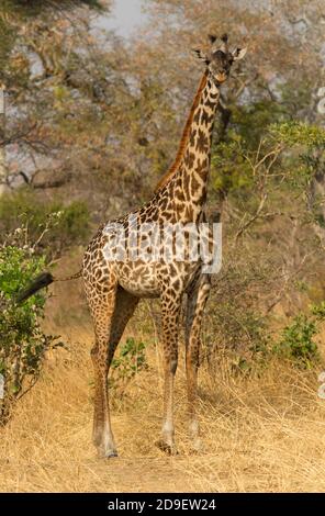 Una giovane Masai Giraffe si alza e fissa in curiosità al veicolo. La giraffa, la più alta di tutti i mammiferi, ha sensi eccellenti