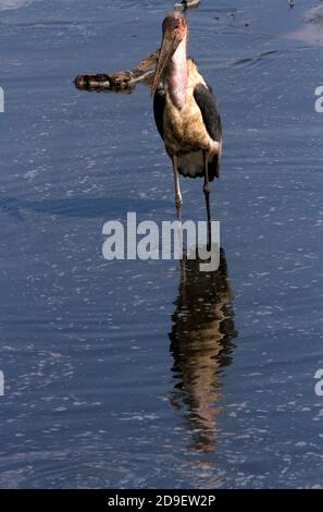 Mentre il fiume Katuma si asciuga ogni anno, attrae un gran numero di pesci che mangiano uccelli come la marabou Stork. Foto Stock