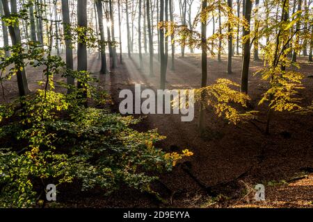 Herbst mit Morgentlichen Sonnenstrahlen im Wald, Fröndenberg, Nordrhein-Westfalen, Deutschland | Autunno con i raggi del sole del mattino presto nella foresta, Foto Stock