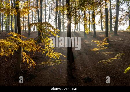 Herbst mit Morgentlichen Sonnenstrahlen im Wald, Fröndenberg, Nordrhein-Westfalen, Deutschland | Autunno con i raggi del sole del mattino presto nella foresta, Foto Stock