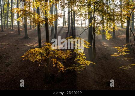 Herbst mit Morgentlichen Sonnenstrahlen im Wald, Fröndenberg, Nordrhein-Westfalen, Deutschland | Autunno con i raggi del sole del mattino presto nella foresta, Foto Stock