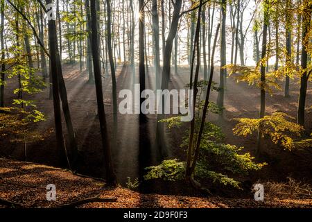 Herbst mit Morgentlichen Sonnenstrahlen im Wald, Fröndenberg, Nordrhein-Westfalen, Deutschland | Autunno con i raggi del sole del mattino presto nella foresta, Foto Stock