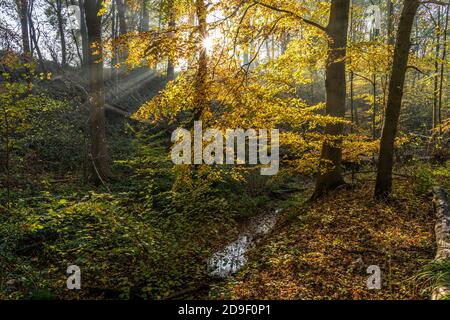 Herbst mit Morgentlichen Sonnenstrahlen im Wald, Fröndenberg, Nordrhein-Westfalen, Deutschland | Autunno con i raggi del sole del mattino presto nella foresta, Foto Stock