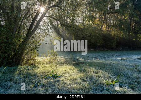 Herbst mit Morgentlichen Sonnenstrahlen im Wald, Fröndenberg, Nordrhein-Westfalen, Deutschland | Autunno con i raggi del sole del mattino presto nella foresta, Foto Stock