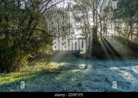 Herbst mit Morgentlichen Sonnenstrahlen im Wald, Fröndenberg, Nordrhein-Westfalen, Deutschland | Autunno con i raggi del sole del mattino presto nella foresta, Foto Stock