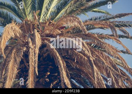 La grande palma cresce sulla spiaggia dell'isola tropicale resort.Natural bellezza delle palme in Califfoania che cresce nel Sun.Travel sfondo della destinazione per Foto Stock