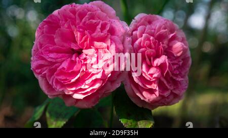 Due rose rosa in giardino. Foto Stock