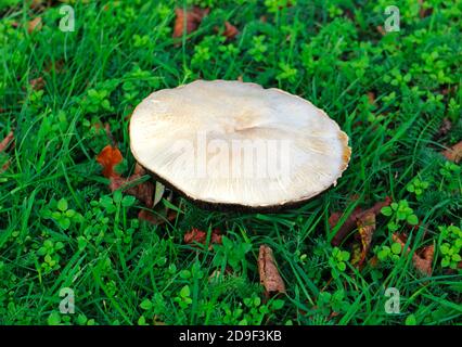 Un campo bianco maturo funghi, Agaricus campestris, su un villaggio verde locale a Hellesdon, Norfolk, Inghilterra, Regno Unito. Foto Stock