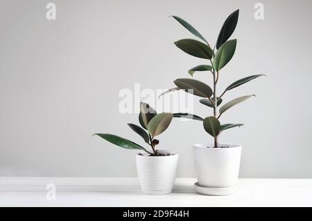 Due moderne piante da casa con pianta Ficus in vaso bianco, Ficus robusta o pianta di gomma Foto Stock