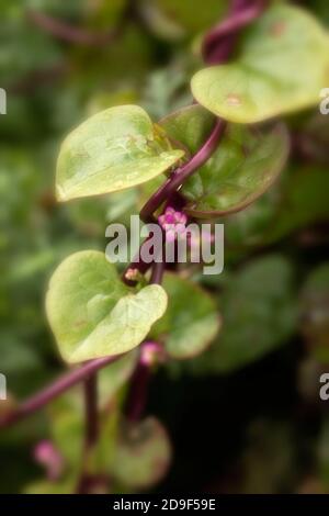 Malabar Spinach-rosso, verdure Foto Stock