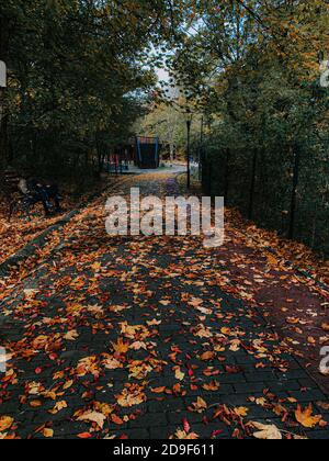 Colpo verticale di foglie d'autunno caduto in un marciapiede bagnato nel parco Foto Stock