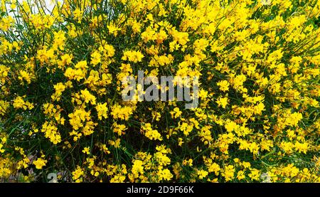 Sfondo giallo orizzontale da acacia fiorente. Sfondo. Botanica. Spazio di copia per il testo. Foto Stock