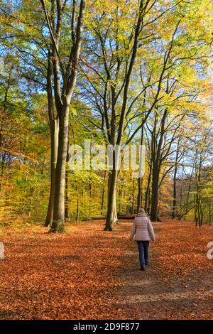 Haltern, NRW, Germania. 05 novembre 2020. Un escursionista ama passeggiare nel bosco. Splendidi colori autunnali dominano la scena nel bosco lungo il fiume Stever nella campagna del Muensterland in un'altra calda, soleggiata giornata con cielo blu. Credit: Imageplotter/Alamy Live News Foto Stock