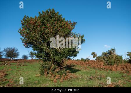 Un solo agrifoglio (Ilex aquifolium) con bacche rosse nel mese di novembre, Regno Unito Foto Stock
