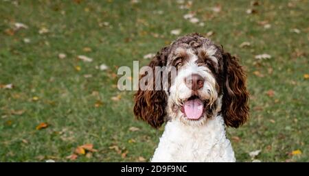 Primo piano della faccia di bruno e bianco bernedoodle cane all'aperto. Foto Stock