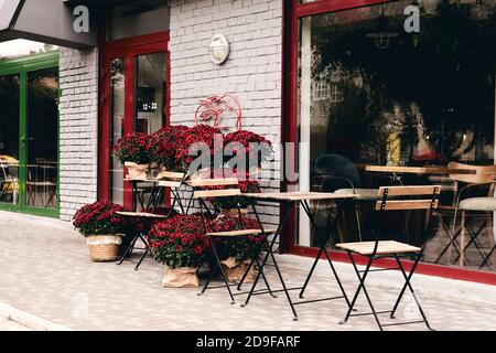 Piante di crisantemo bianche, rosa, rosse o gialle fioriscono in un negozio di fiori. Cespugli di borgogna crisantemi giardino o parco all'aperto. Decorazioni autunnali Foto Stock
