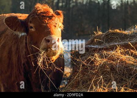 Un ritratto della mucca di Holstein di colore rosso. Insilato, paglia ... ama mangiare e, soprattutto, molto e spesso. Foto Stock