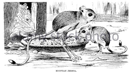 Jerboa egiziano, illustrazione d'epoca del 1894 Foto Stock