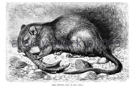 Marrone Rat, illustrazione vintage del 1894 Foto Stock