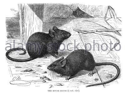 House mouse, illustrazione vintage del 1894 Foto Stock