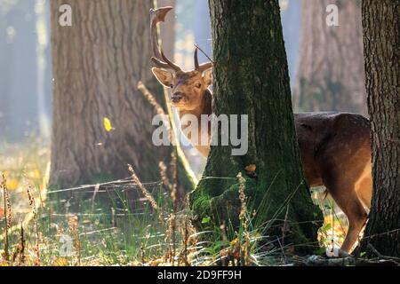 Duelmen, NRW, Germania. 05 novembre 2020. Un daino (dama dama) si affaccia attraverso gli alberi mentre gode del caldo sole autunnale nel bosco della riserva naturale di Duelmen nella campagna di Muensterland. Credit: Imageplotter/Alamy Live News Foto Stock