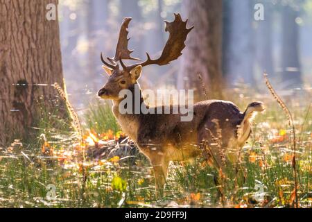 Duelmen, NRW, Germania. 05 novembre 2020. Un capriolo (dama dama) gode del caldo sole d'autunno nel bosco della riserva naturale di Duelmen nella campagna del Muensterland. Credit: Imageplotter/Alamy Live News Foto Stock