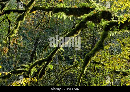 Ferne di liquirizia su Big Leaved Maple Tree, Goldstream Provincial Park, Langford, British Columbia, Canada Foto Stock