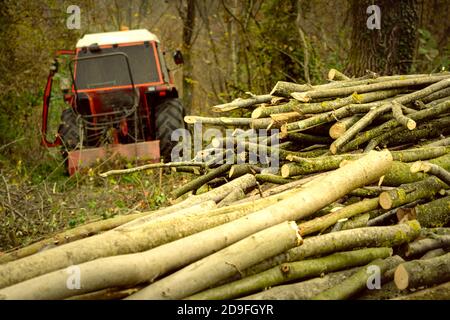 Un mucchio di tronchi appena tagliati con un trattore per trasportare il legname sullo sfondo. Sedico, Belluno, Italia Foto Stock