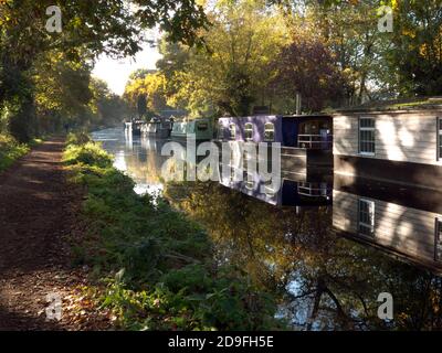 Autunno lungo il canale Basingtoke a West Byfleet Surrey, Inghilterra Foto Stock