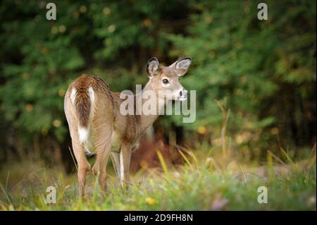 Un cervo dalla coda bianca in Quebec, Canada Foto Stock