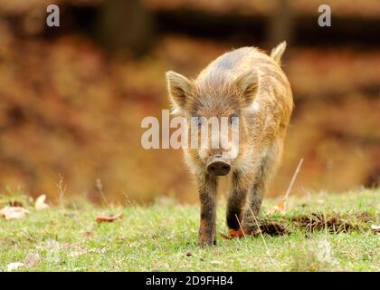 Un ritratto di un giovane cinghiale (Sus scrofa) in un giorno d'autunno. Foto Stock