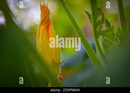 Squash fiore in primo piano sul ramo. Agricoltura biologica di cibo. Fioritura estiva. Foto Stock