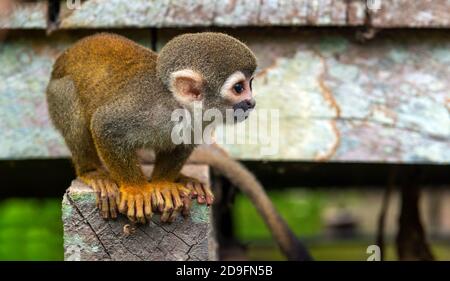 Ritratto di una scimmia scoiattolo (saimiri) in un villaggio nella foresta pluviale tropicale del fiume Amazzonia, riserva di Cuyabeno, Ecuador. Foto Stock