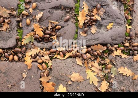 Cracovia. Cracovia. Polonia. Quercia peduncolare (Quercus robur). Ghiande e foglie sul pavimento in ciottoli di porfido. Foto Stock