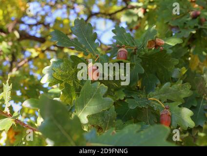 Cracovia. Cracovia. Polonia. Quercia peduncolare (Quercus robur). Si trova sul ramo con foglie verdi. Foto Stock