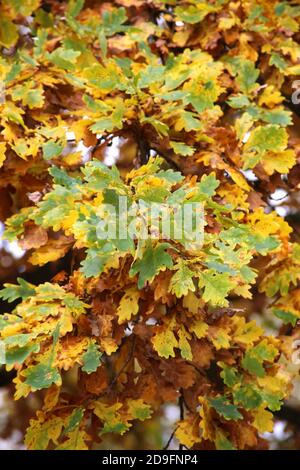 Cracovia. Cracovia. Polonia. Quercia peduncolare (Quercus robur). Foglie gialle. Colori dell'autunno. Foto Stock